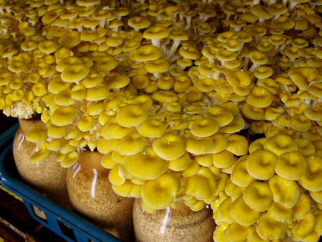 圖片關(guān)鍵詞 http://www.wasaouro.com/ewebeditor/uploadfile/20171009104138453001.png