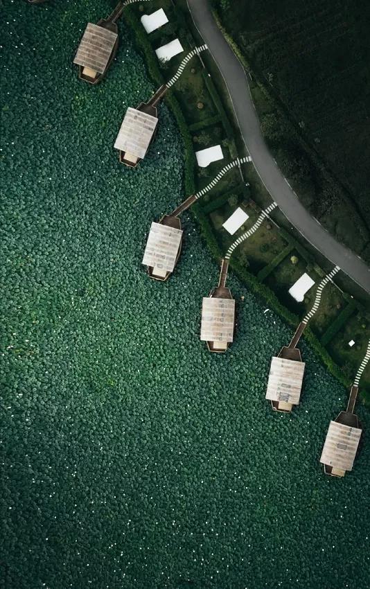 國家蘑菇地理：中國哪里的蘑菇最好吃？